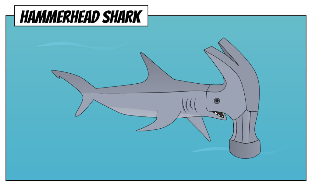 Literal Hammerhead Shark